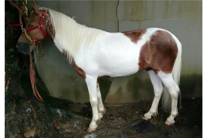 Poni En Venta VentaSale CaballosHorses Puerto Ric