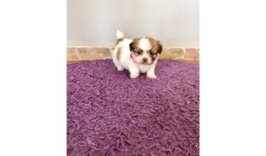 SHIH TZU IMPERIAL NENA RED NOSE CON PAPELES